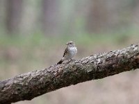 Muscicapa striata 65, Grauwe vliegenvanger, Saxifraga-Luuk Vermeer