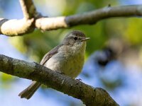Muscicapa striata 72, Grauwe vliegenvanger, Saxifraga-Bart Vastenhouw