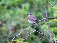 Muscicapa striata 75, Grauwe vliegenvanger, Saxifraga-Bart Vastenhouw