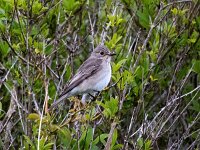 Muscicapa striata 79, Grauwe vliegenvanger, Saxifraga-Bart Vastenhouw