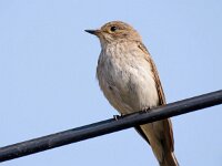 Muscicapa striata 84, Grauwe vliegenvanger, Saxifraga-Bart Vastenhouw