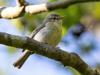 Muscicapa striata 87, Grauwe vliegenvanger, Saxifraga-Bart Vastenhouw