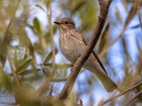 Spooted Flycather  in an olive tree  Spooted Flycather (Muscicapa striata) watching for insects in an olive tree on Lesbos island, Greece : Songbird, aegean, animal, aves, background, beautiful, bird, birds, birdwatching, blue, catcher, countryside, cute, europe, european, famous, fauna, fly, flycatcher, garden, grauschnapper, grauwe, greece, habitat, lesbos, male, mediterranean, migratory, muscicapa, nature, olive, passerine, rural, sky, small, spotted, spotted-flycatcher, spottedflycatcher, spring, striata, summer, touristic, tree, vacation, vliegenvanger, warm, wild, wildlife, yellow