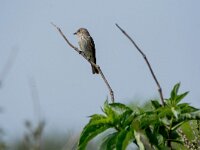 Muscicapa striata 90, Grauwe vliegenvanger, adult, male, Saxifraga-Theo Verstrael