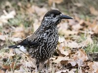 Nucifraga caryocatactes 53, Notenkraker, adult, Saxifraga-Theo Verstrael