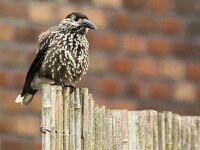 Nucifraga caryocatactes 60, Notenkraker, adult, Saxifraga-Theo Verstrael