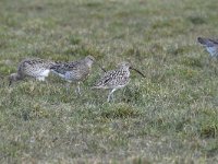 Numenius arquata 71, Wulp, Saxifraga-Luuk Vermeer