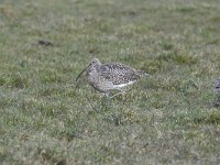 Numenius arquata 72, Wulp, Saxifraga-Luuk Vermeer