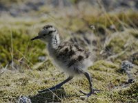 Numenius phaeopus 11, Regenwulp, Saxifraga-Peter Stein