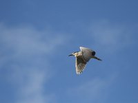 Nycticorax nycticorax 30, Kwak, Saxifraga-Dirk Hilbers