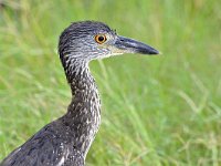 Nycticorax nycticorax 42, Kwak, Saxifraga-Tom Heijnen