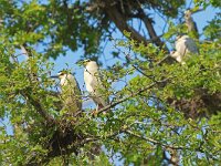 Nycticorax nycticorax 47, Kwak, Saxifraga-Hans Grotenhuis