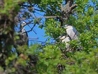 Nycticorax nycticorax 48, Kwak, Saxifraga-Hans Grotenhuis