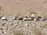 Oenanthe deserti 19, Woestijntapuit, Saxifraga-Tom Heijnen