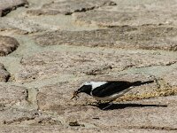 Oenanthe melanoleuca 4, Oostelijke blonde tapuit, adult, male, Saxifraga-Theo Verstrael
