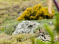 Oenanthe melanoleuca 7, Oostelijke blonde tapuit, adult, male, Saxifraga-Theo Verstrael