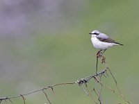 Oenanthe oenanthe 86, Tapuit, Saxifraga-Tom Heijnen