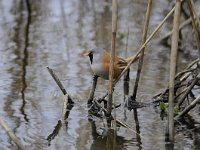 Panurus biarmicus 17, Baardman, Saxifragap-Luuk Vermeer