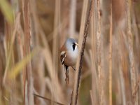 Panurus biarmicus 32, Baardman, Saxifragap-Luuk Vermeer