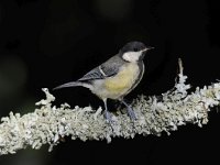 Parus major 102, Koolmees, Saxifraga-Luuk Vermeer