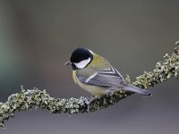 Parus major 106, Koolmees, Saxifraga-Luuk Vermeer