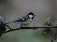 Parus major 108, Koolmees, Saxifraga-Luuk Vermeer