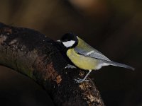 Parus major 118, Koolmees, Saxifraga-Luuk Vermeer