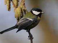 Parus major 120, Koolmees, Saxifraga-Luuk Vermeer