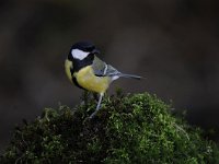 Parus major 125, Koolmees, Saxifraga-Luuk Vermeer