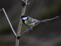 Parus major 127, Koolmees, Saxifraga-Luuk Vermeer