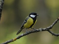 Parus major 130, Koolmees, Saxifraga-Luuk Vermeer