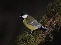 Parus major 131, Koolmees, Saxifraga-Luuk Vermeer