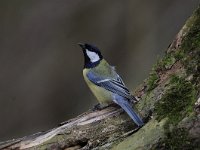 Parus major 134, Koolmees, Saxifraga-Luuk Vermeer