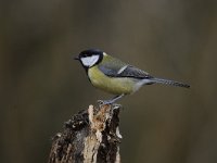 Parus major 135, Koolmees, Saxifraga-Luuk Vermeer