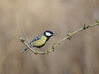 Parus major 142, Koolmees, Saxifraga-Luuk Vermeer