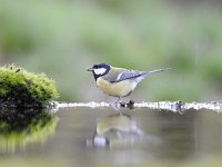 Parus major 146, Koolmees, Saxifraga-Luuk Vermeer