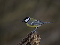 Parus major 152, Koolmees, Saxifraga-Luuk Vermeer