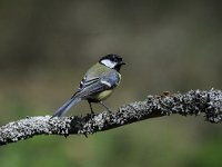 Parus major 159, Koolmees, Saxifraga-Luuk Vermeer