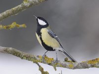 Parus major 160, Koolmees, Saxifraga-Luuk Vermeer