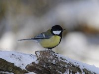 Parus major 163, Koolmees, Saxifraga-Luuk Vermeer