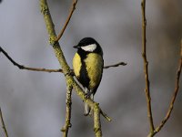 Parus major 165, Koolmees, Saxifraga-Luuk Vermeer