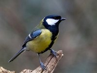 Parus major 170, Koolmees, Saxifraga-Bart Vastenhouw