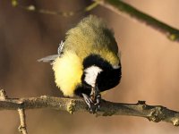 Parus major 172, Koolmees, Saxifraga-Bart Vastenhouw