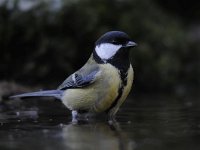 Parus major 61, Koolmees, Saxifraga-Luuk Vermeer