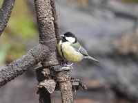 Parus major 67, Koolmees, Saxifraga-Luuk Vermeer