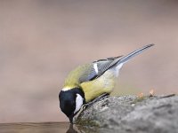 Parus major 68, Koolmees, Saxifraga-Luuk Vermeer