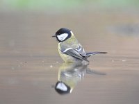 Parus major 74, Koolmees, Saxifraga-Luuk Vermeer