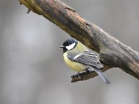 Parus major 76, Koolmees, Saxifraga-Luuk Vermeer