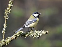 Parus major 80, Koolmees, Saxifraga-Luuk Vermeer