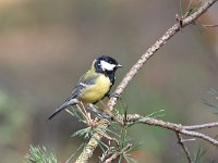 Parus major 88, Koolmees, Saxifraga-Luuk Vermeer